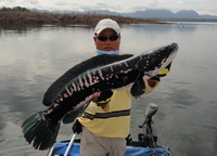 peche au gros poisson chat peche aventure thailand